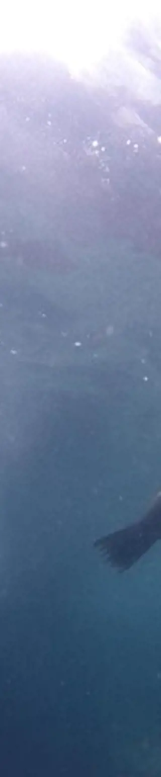 Tauchplatz "Los Islotes"